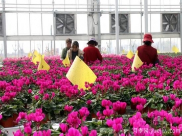 扬州高邮：每天发货30万株，花工厂绽放乡村振兴致富花