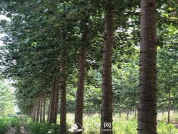 河南周口：培育出不飞絮的杨树新品种