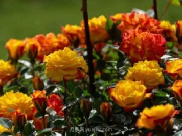 安阳市滑县森林公园月季花开放，赏花打卡正当时