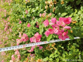 安吉拉月季盆栽苗，60厘米高基地发货