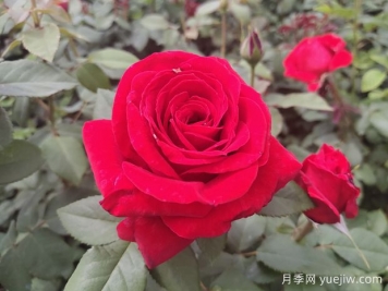 原产中国的玫瑰花(月季花)，是如何成为美国国花的？