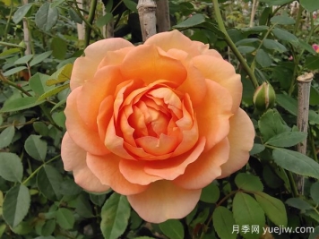 中国月季：欧洲玫瑰花的祖宗，为世界园艺做出了巨大贡献