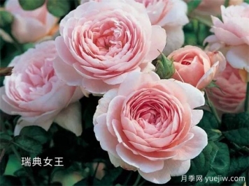 100种月季玫瑰品种图鉴大全，你认识有没有超过10个？