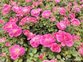 仙境盆栽月季杯苗粉色丰花，绿化工程批发