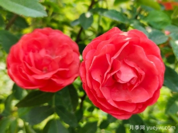 种上木香蔷薇花蛮强爆花，红橙白黄木香你喜欢哪个？