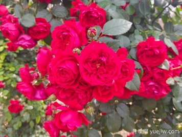 6款红色系的藤本月季品种，适合打造网红花墙