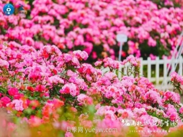 2024年第二届杭州市月季花展举办，赏500万株月季
