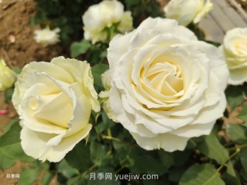 十一朵白玫瑰的花语和寓意