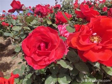 月季、玫瑰、蔷薇分别是什么？如何区别？
