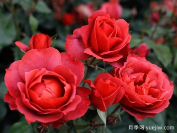21朵玫瑰：不只是浪漫，还藏着这些深意
