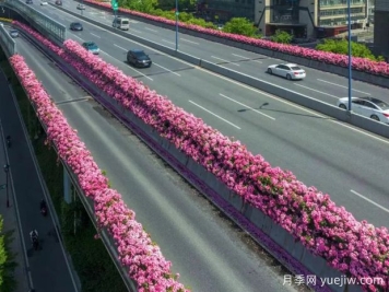 杭州高架月季初开，2024年又到走花路时间