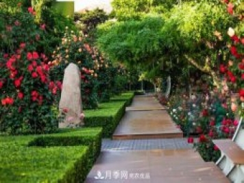 秦皇岛适合养月季花，市花和市树是什么